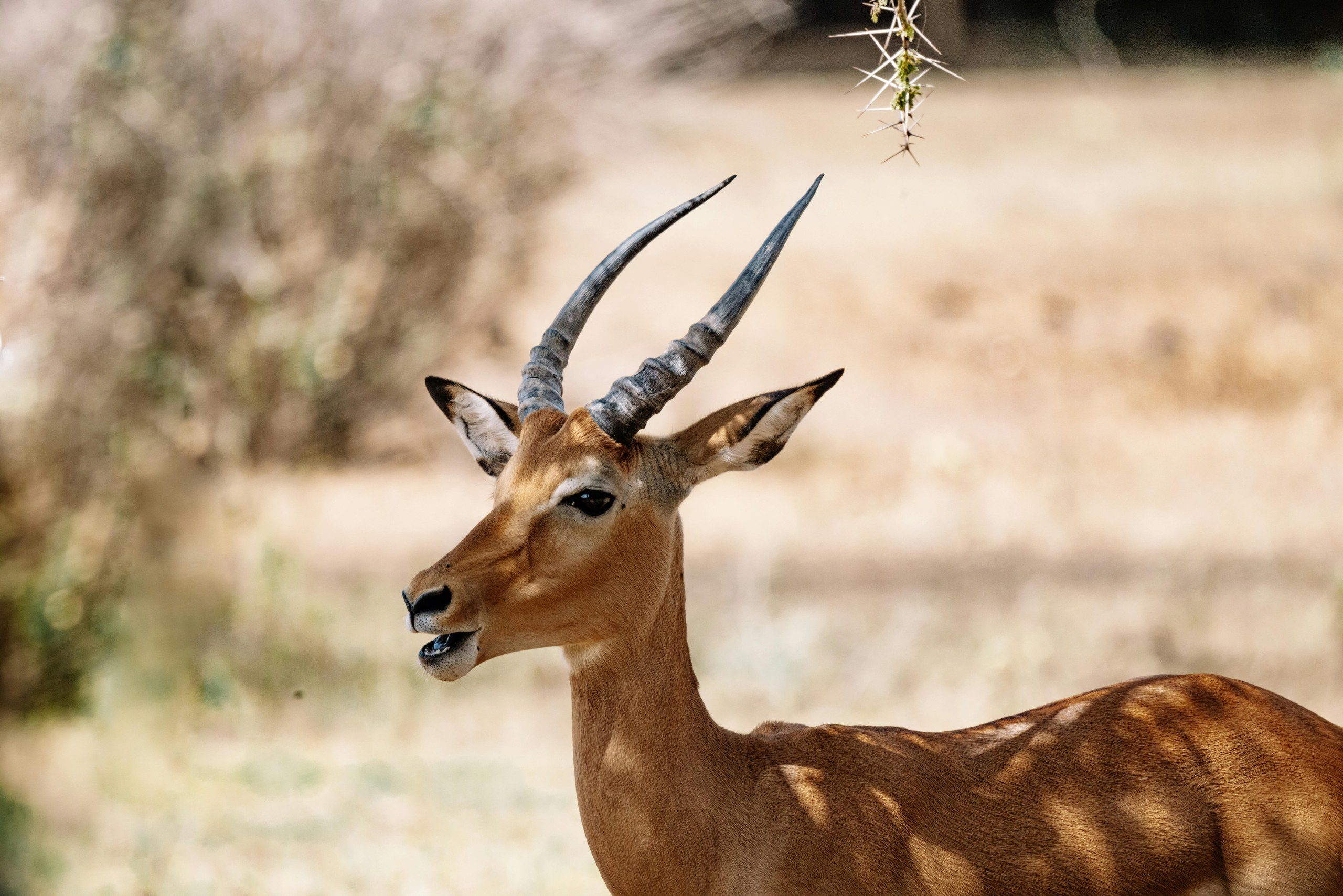 Scenic landscape of Lake Nakuru